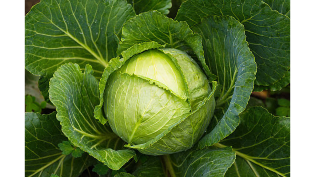 cabbage